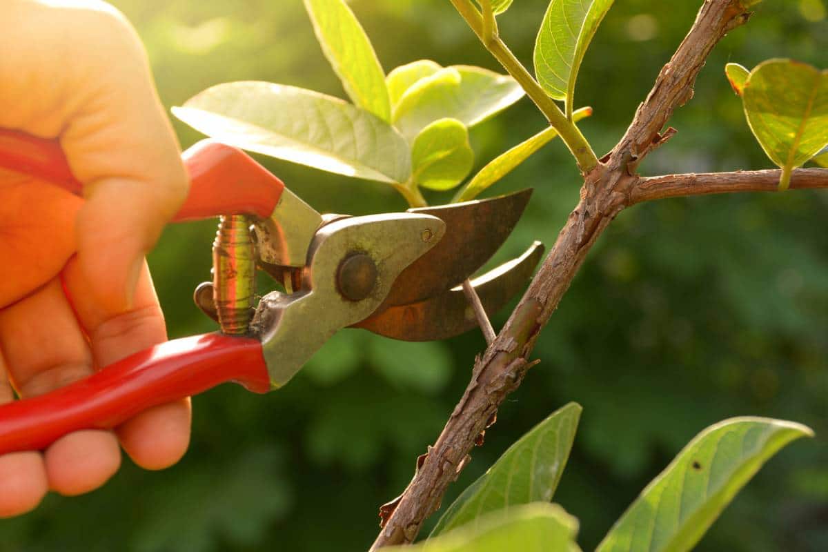 Taille Des Arbres Quelles Sont Les Bonnes P Riodes Pour Tailler