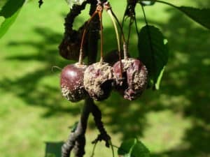 Maladie du cerisier : quelles sont-elles ? Saint Germain Paysage
