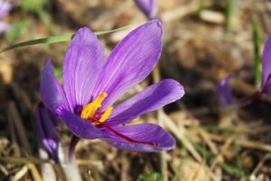 fleur Crocus sativus