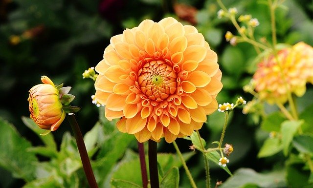 Les 8 plus belles fleurs à planter pour un jardin d’automne 2021