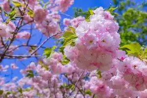 Cerisier du Japon Kanzan :: Prunus Serrulata Kanzan | Saint Germain Paysage