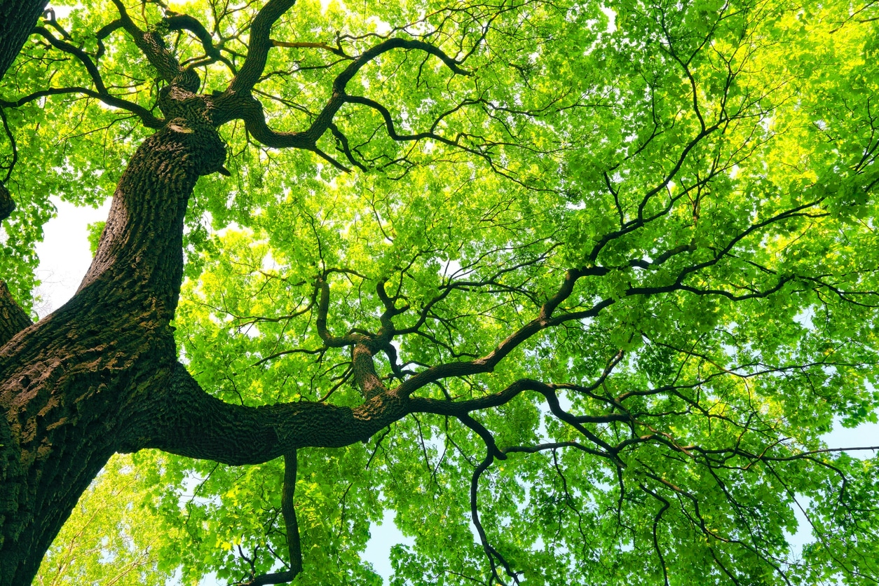 Peut-on abattre un arbre de plus de 30 ans ? Saint Germain Paysage