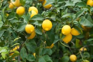 Arbre Fruitier Citronnier (Citrus Lemon) est idéal à planter au mois d'avril / Printemps | Saint Germain Paysage