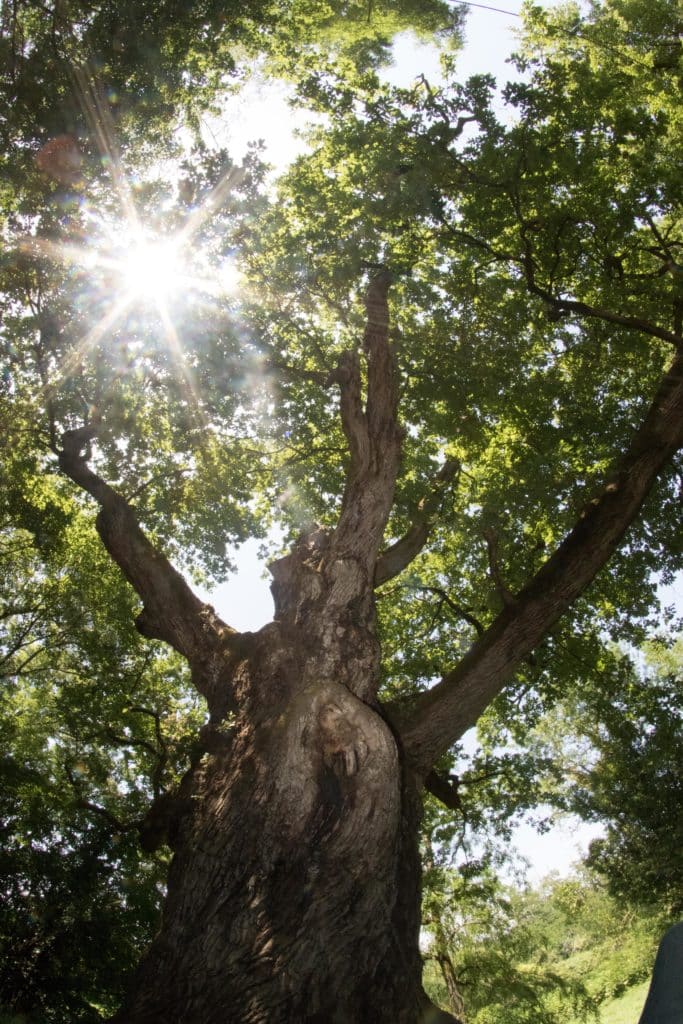 Abattre un arbre de plus de 30 ans estce possible ? SGP