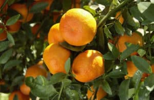 L'oranger (citrus sinensis) est un arbre fruitier à planter en avril | Saint Germain Paysage